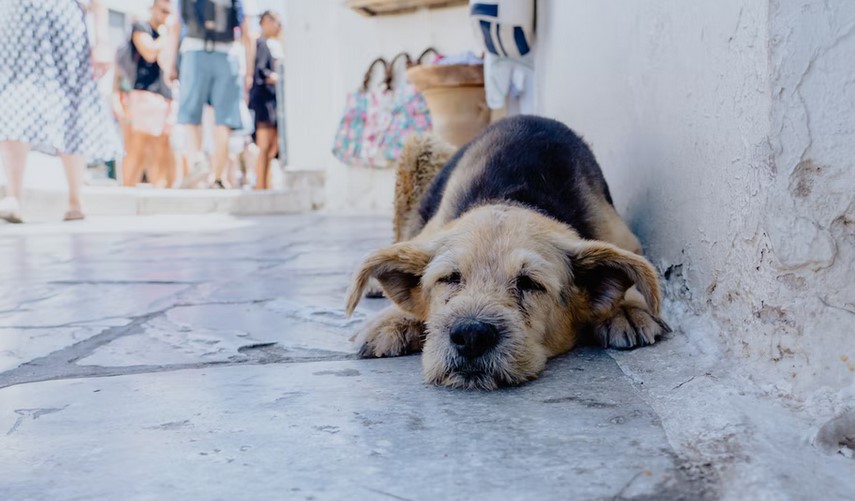 Preocupación por aumento de población canina abandonada en las calles