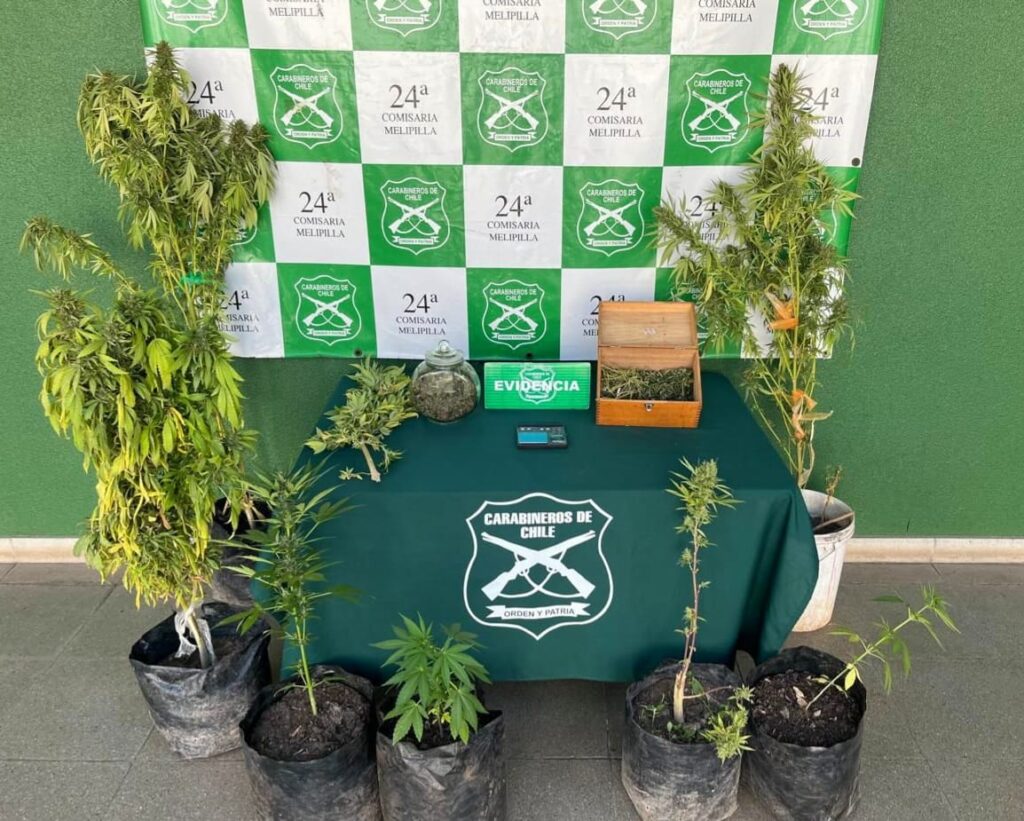 Decomisan medio kilo de marihuana en parcela de Camino El Tránsito