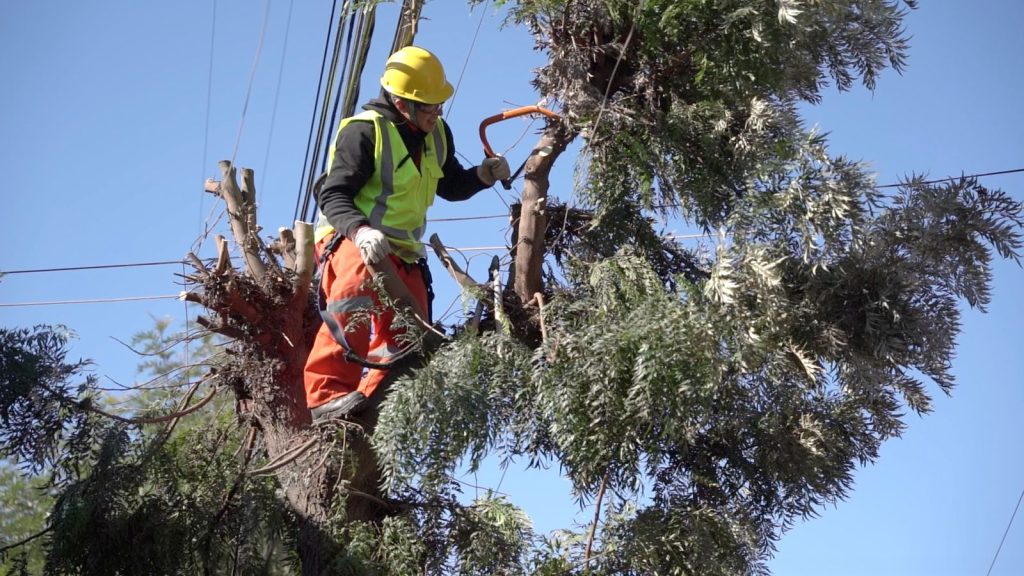 Comenzó el Plan de Poda Municipal en Melipilla