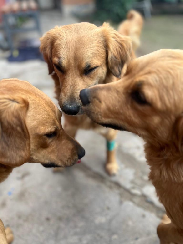 Vecina de melipilla solicita apoyo para cubrir costos y buscar un hogar para una familia de perritos abandonados